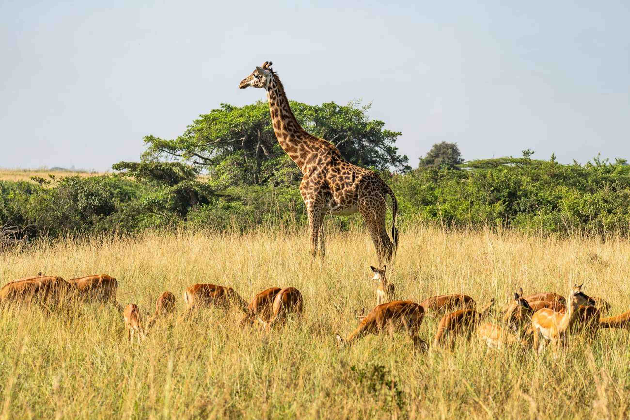 Selous